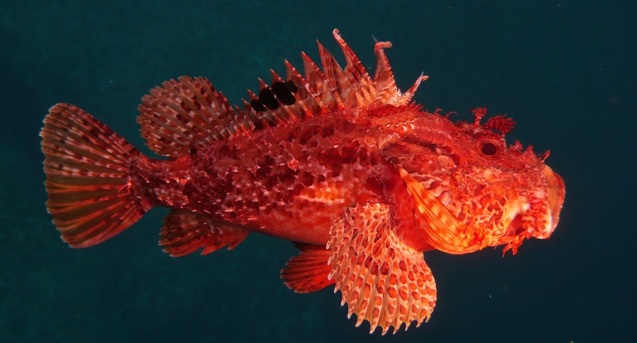 Lo Scorfano Pesce duro A Morire Respira Anche Senza Organi Vitali Lo Scorfano Pesce duro A Morire Respira Anche Senza Organi Vitali